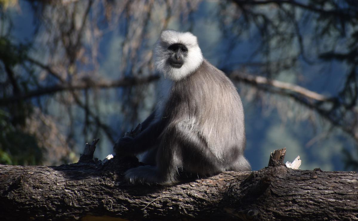 grey langur