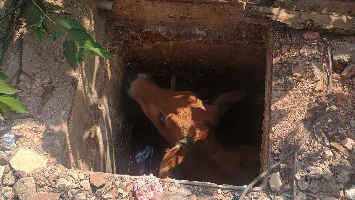 Cow falls into unused sump in Chennai, locals, police rescue