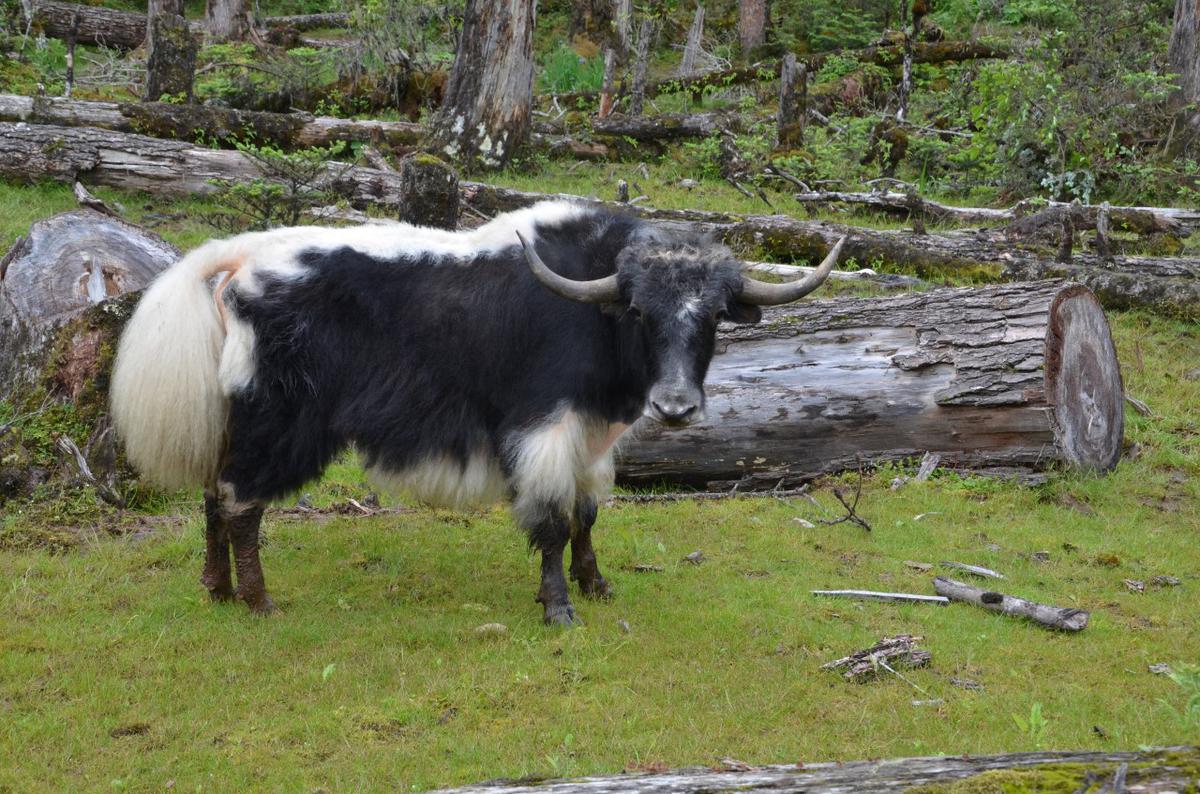 Himalayan yak accepted as food animal by FSSAI - The Hindu