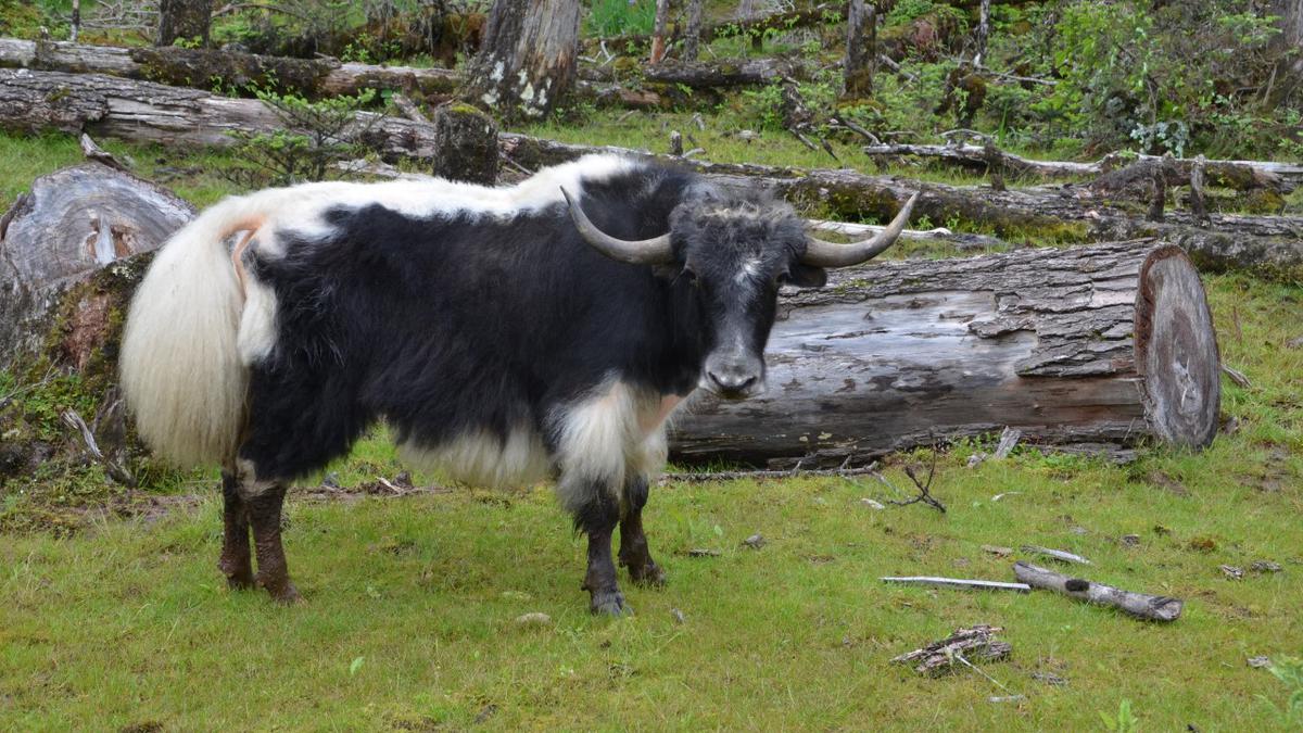 Himalayan yak accepted as food animal by FSSAI