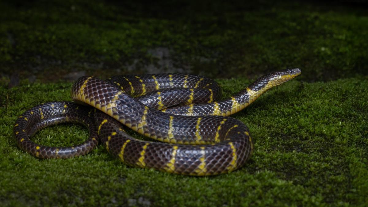 New species of rain snake recorded in Mizoram