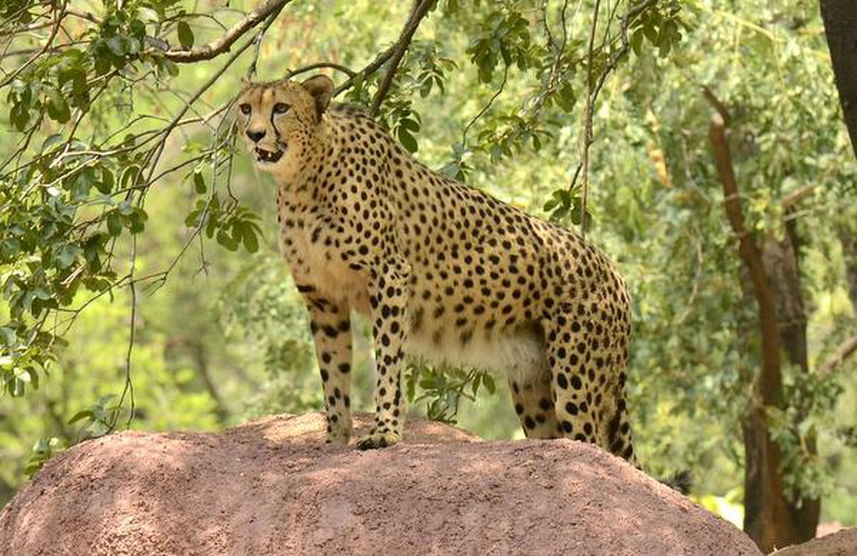 Reports of African cheetahs being stuck in transit 'completely unfounded',  says Environment Ministry - The Hindu