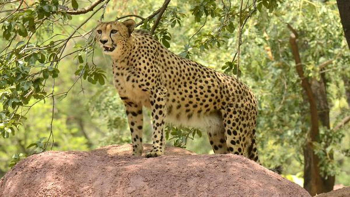 reports-of-african-cheetahs-being-stuck-in-transit-completely