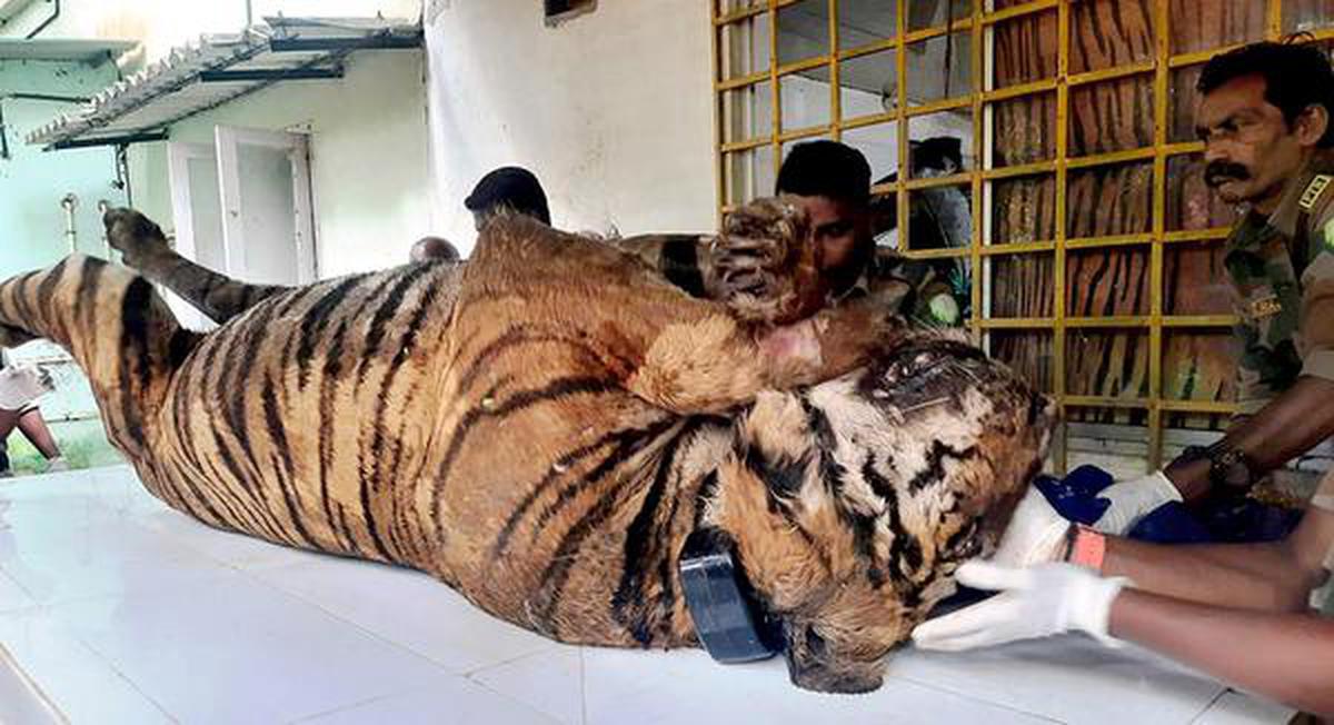 Post-mortem examination of tiger at PTR confirms drowning