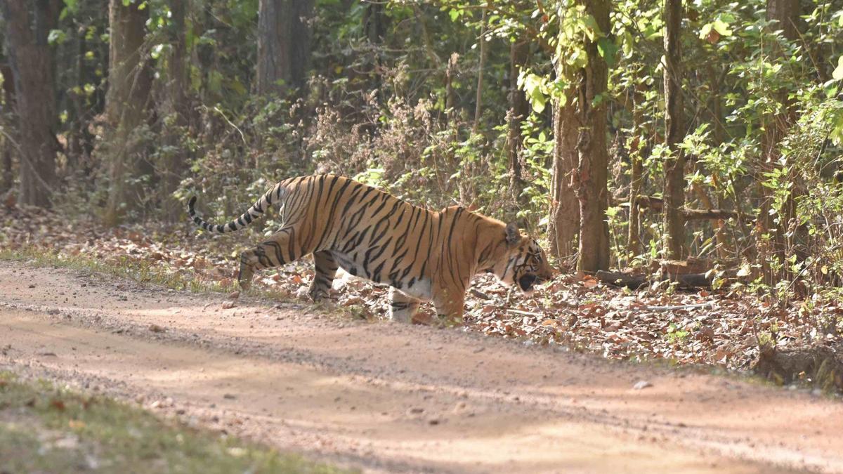 https://th-i.thgim.com/public/news/national/c84lq9/article70120667.ece/alternates/LANDSCAPE_1200/balaghat%20male%20tiger.jpg
