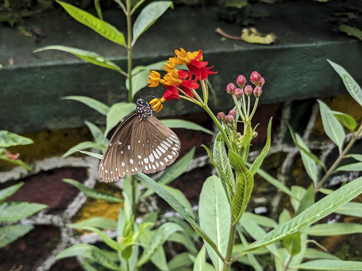 A common crow butterfly settles on a flower in Maharashtra Nature Park, Mumbai on September 10, 2023.