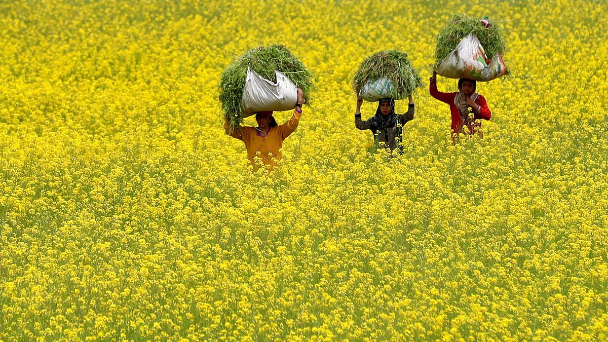 What if risk of commercial release of GM Mustard is irreversible, SC asks Centre