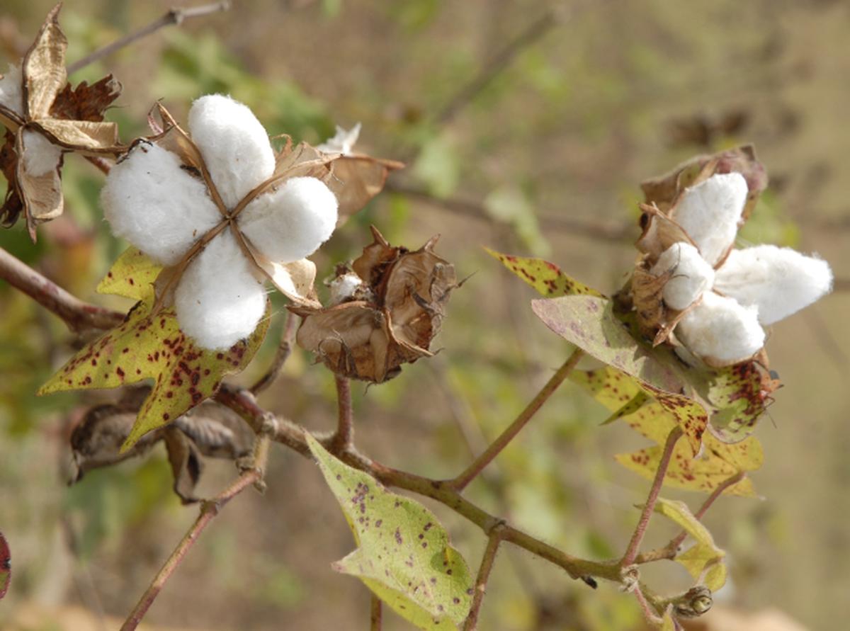 Supreme Court backs Monsanto on GM cotton patents - The Hindu