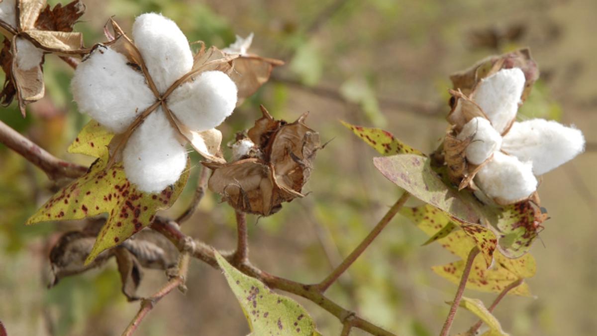 Supreme Court backs Monsanto on GM cotton patents