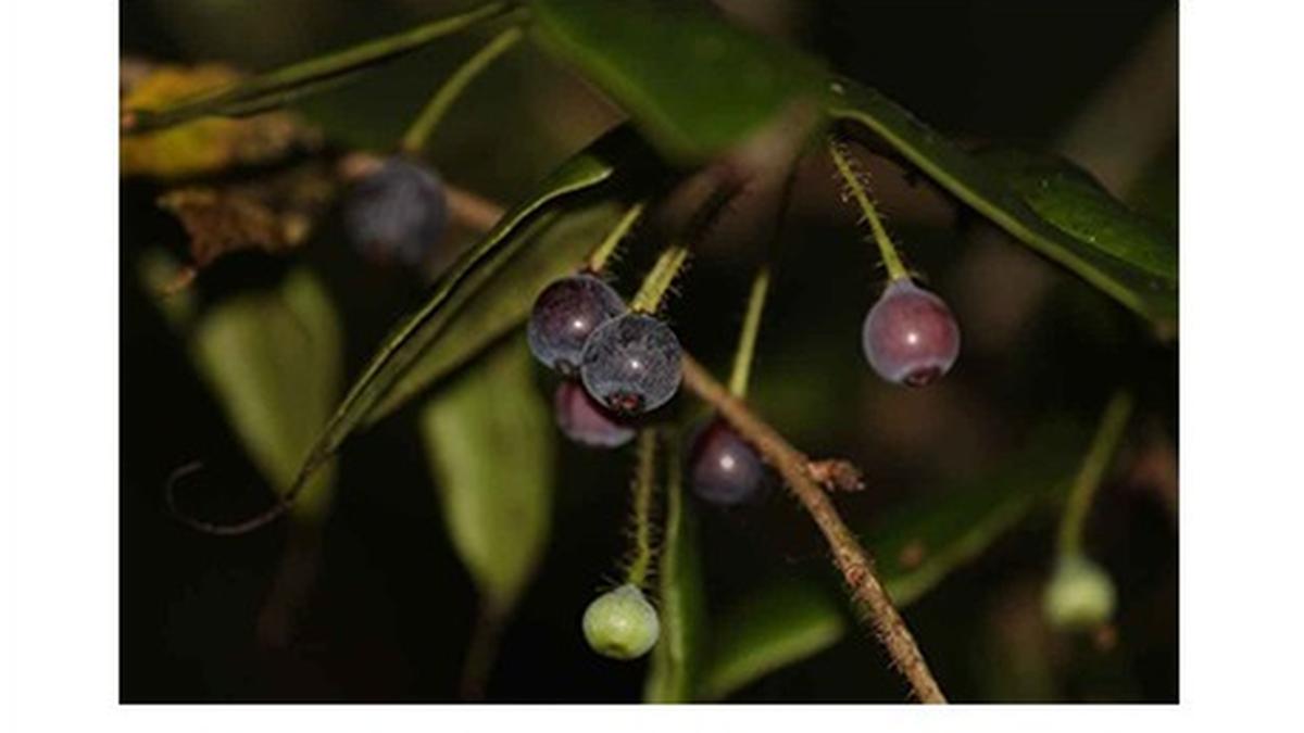 Rare blueberry species rediscovered in Arunachal after 188 years
