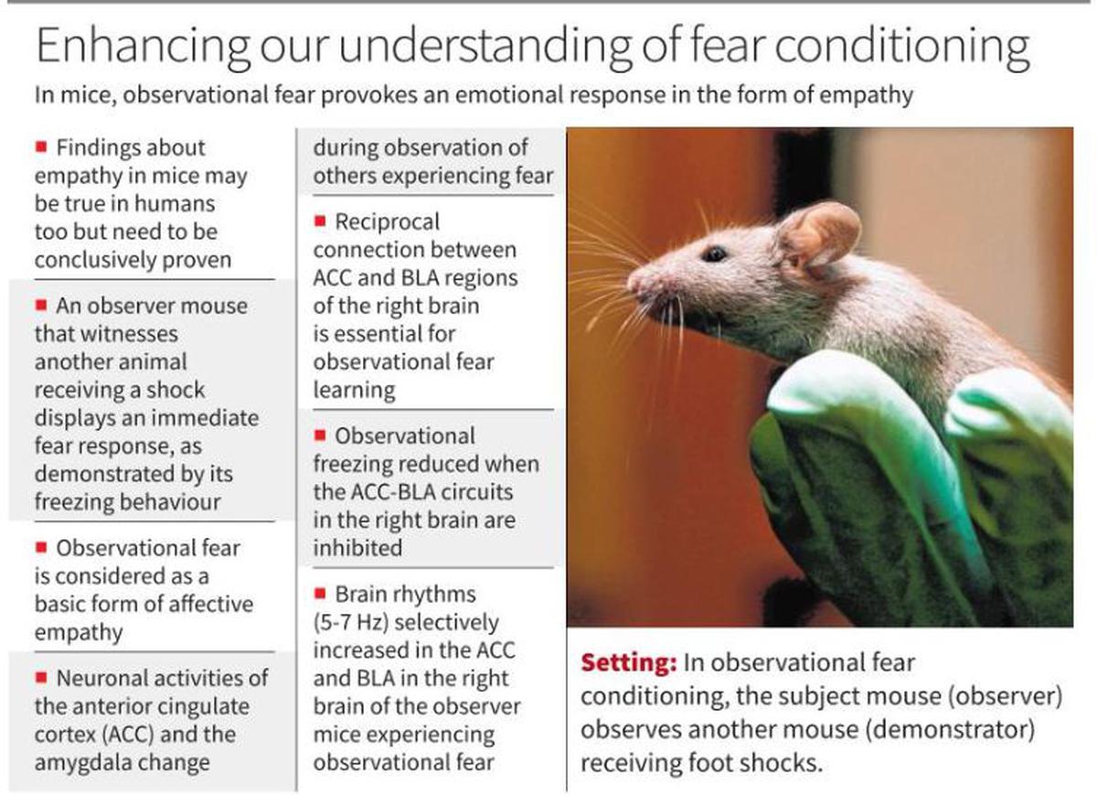 Biological Rhythm Measurements in Rodents