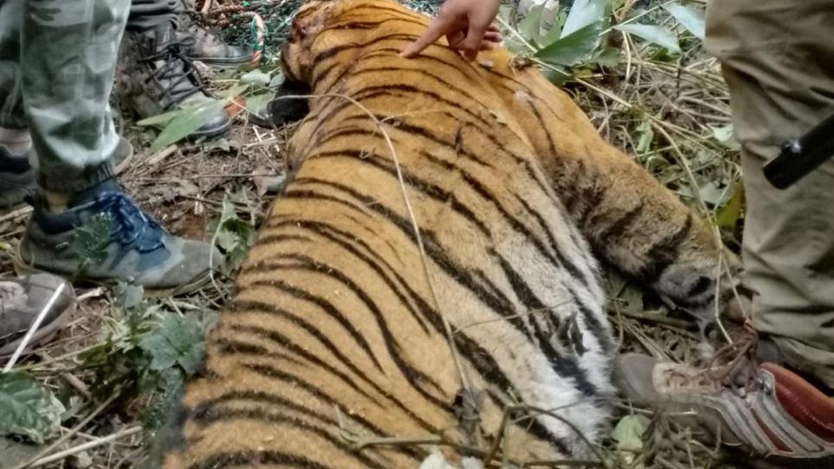 Suspected man-eater tiger found dead in the Wayanad forests