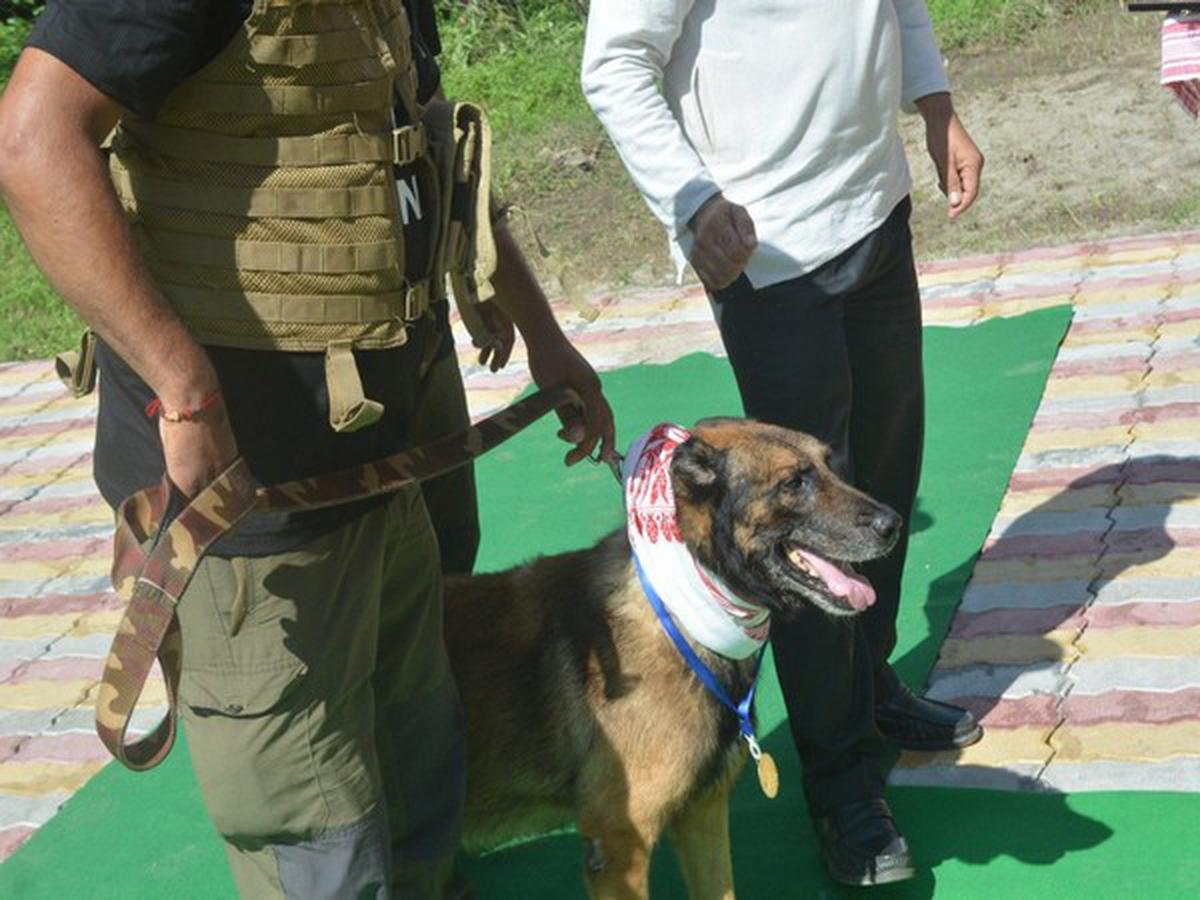 Zorba, India’s first dog on anti-poacher duty, dies in Guwahati