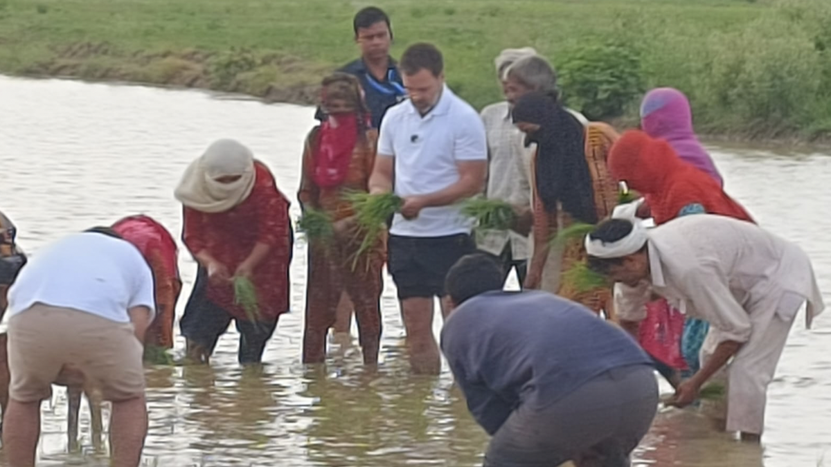 Rahul Gandhi joins farmers in paddy fields during unscheduled stop at Haryana’s Sonipat