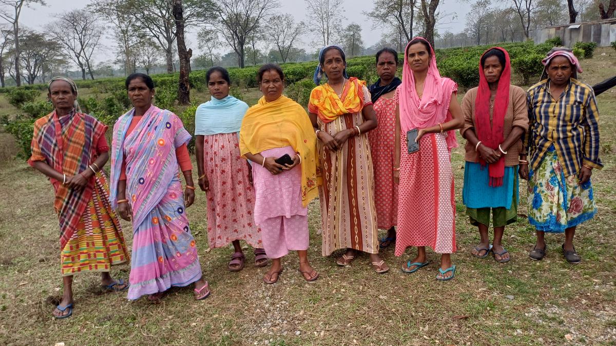 As Trinamool, BJP reach out to workers of closed tea gardens, women-led cooperatives chart independent course