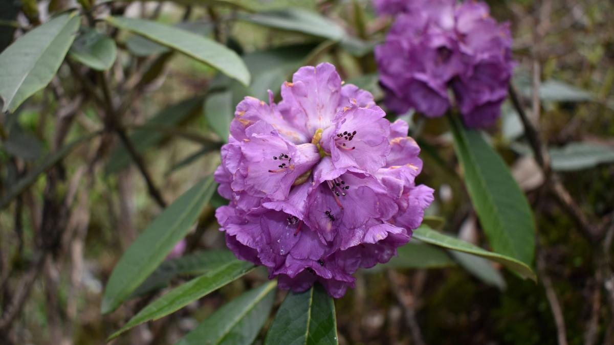 Rhododendrons carpet Darjeeling, Sikkim Himalayas