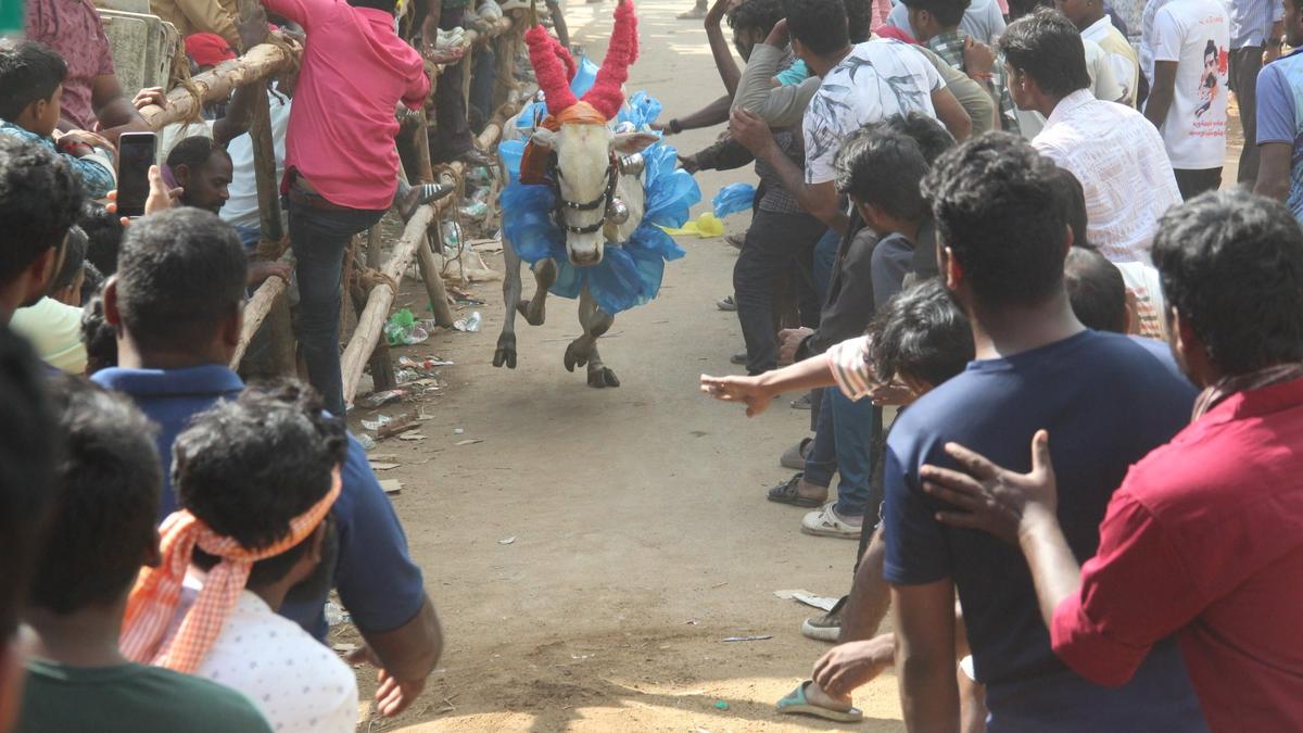 Bull race begins in 3 villages in Vellore; set to be held in Tirupattur, Ranipet