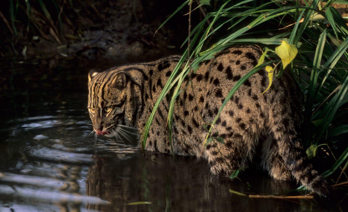 World Wildlife Day: First-ever survey on fishing cats of the Chilika starts