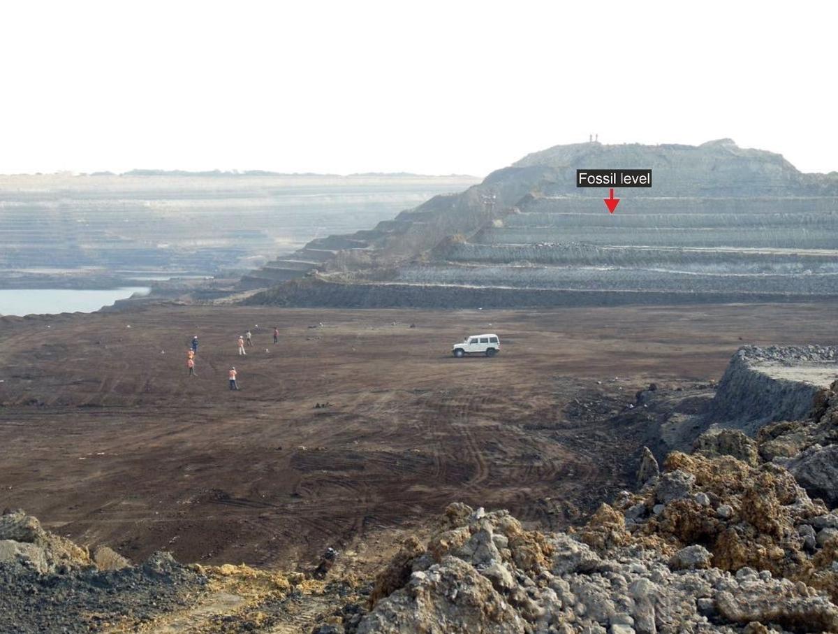The Panandhro Lignite Mine where the fossils were found. Red arrow indicates the level at which the remains were discovered.
