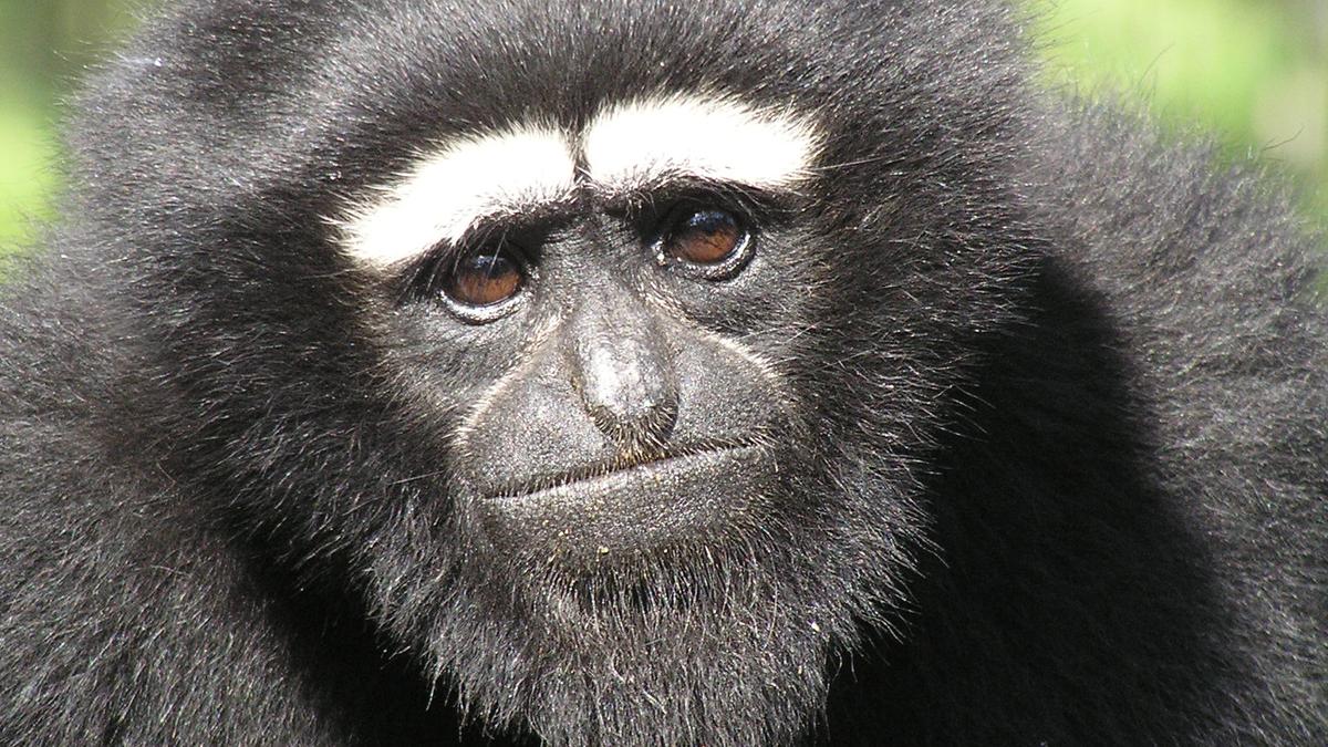 Dedicated gibbon conservation action plan sought in NE