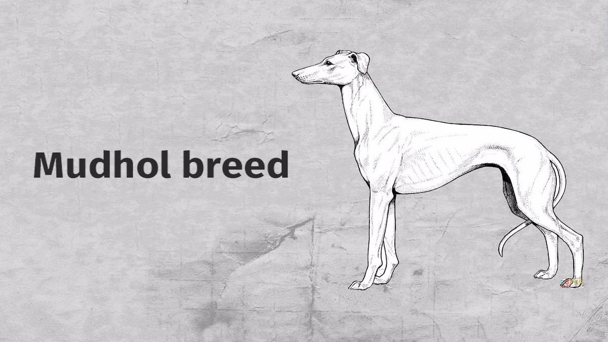 Native dog breed to serve the Indian Army for the first time The Hindu