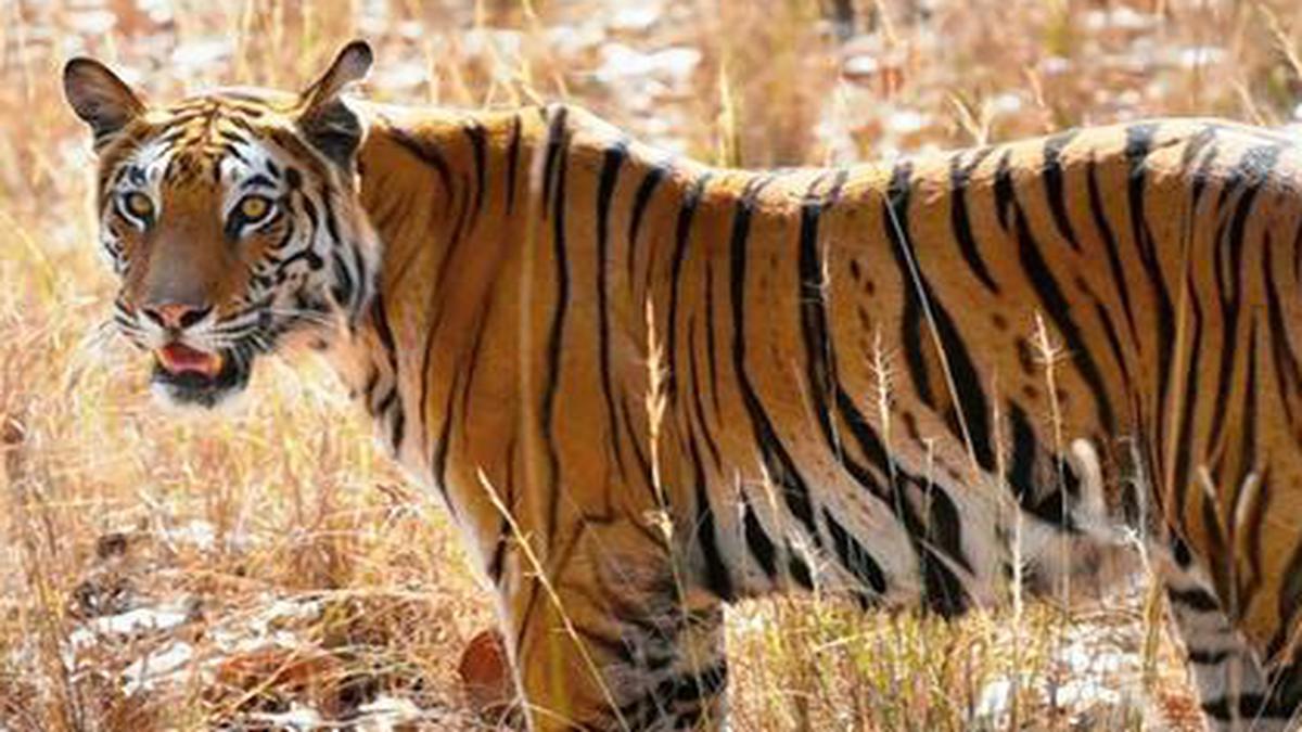 Man killed in tiger attack in Bandhavgarh reserve