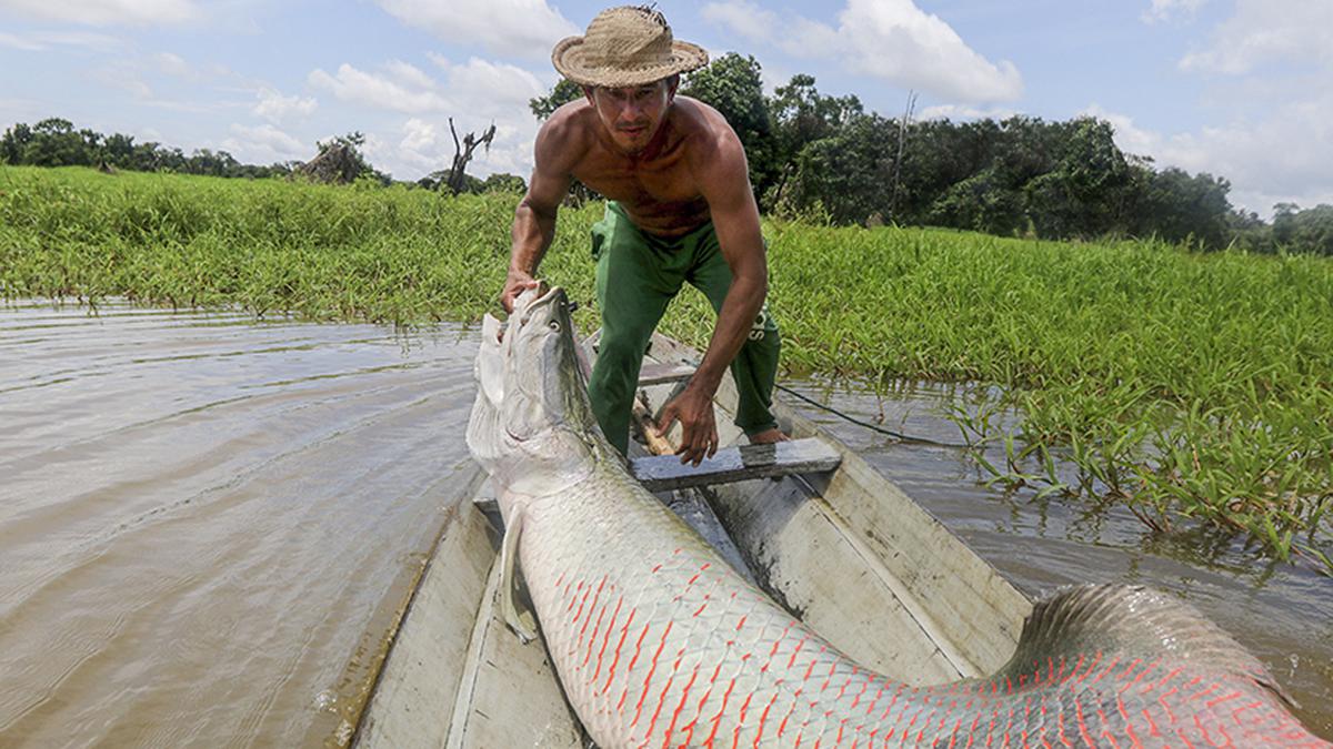 Giant, sustainable rainforest fish is now fashion in America