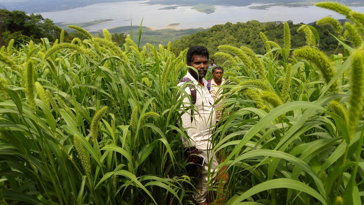 Indigenous millet cultivation initiative brings economic benefits, improves soil quality, combats malnutrition in Udaipur