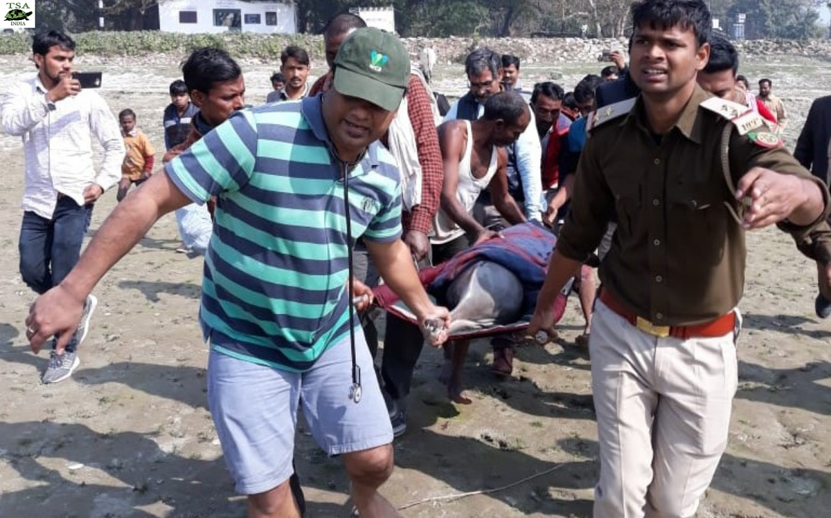 A dolphin being rescued from a canal in the Ganga-Ghagra basin in Uttar Pradesh