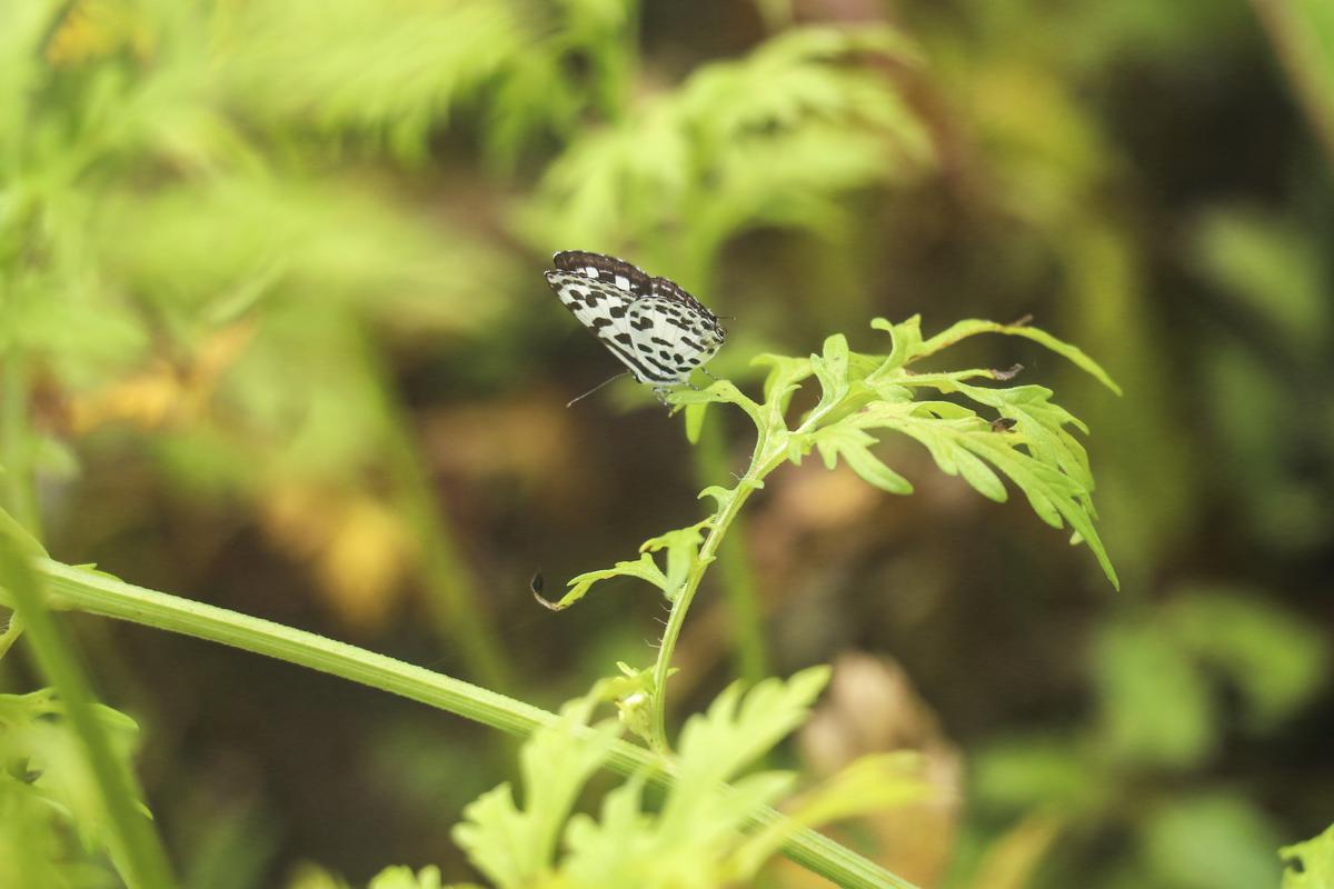 A common Pierrot butterfly alights on a plant at Sipna, Maharashtra, on September 17, 2023.