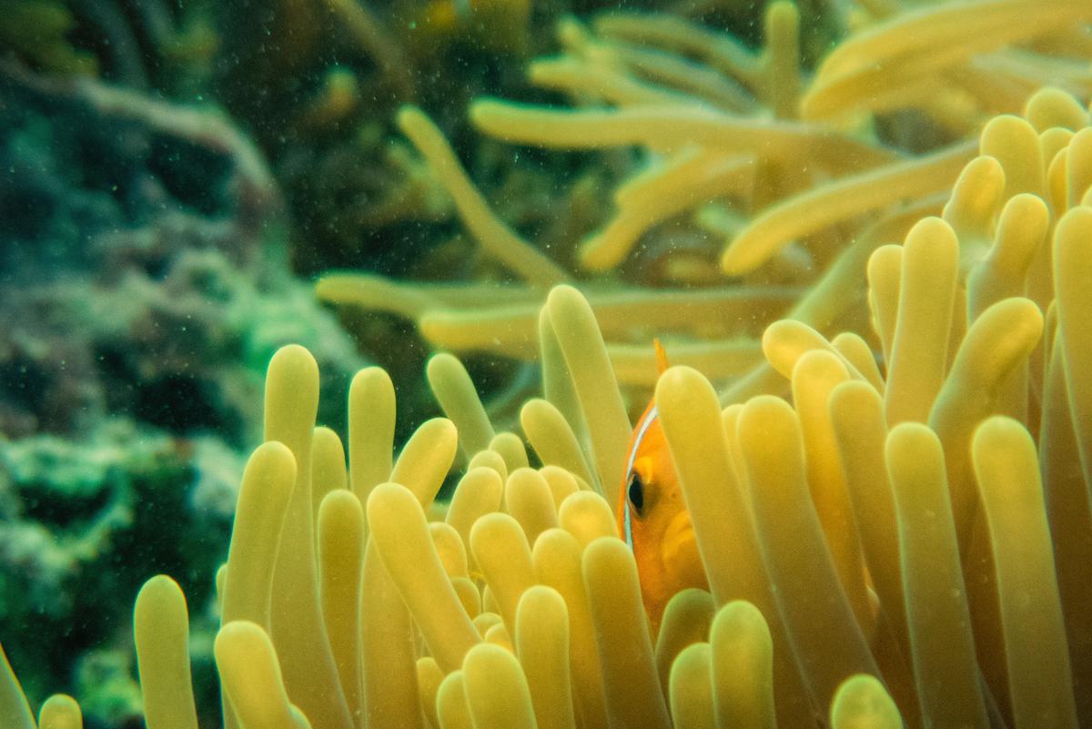 Picture taken from Lakshadweep Islands