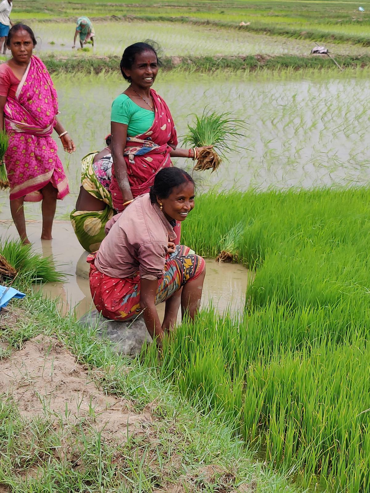 PRADAN, a non-government organisation, have hand-held the women by providing training in the cultivation process. Photo: Aamon women