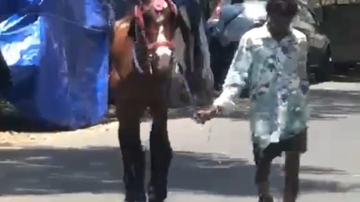 Joyride horse dies of highly infectious zoonotic disease; State goes into alert mode