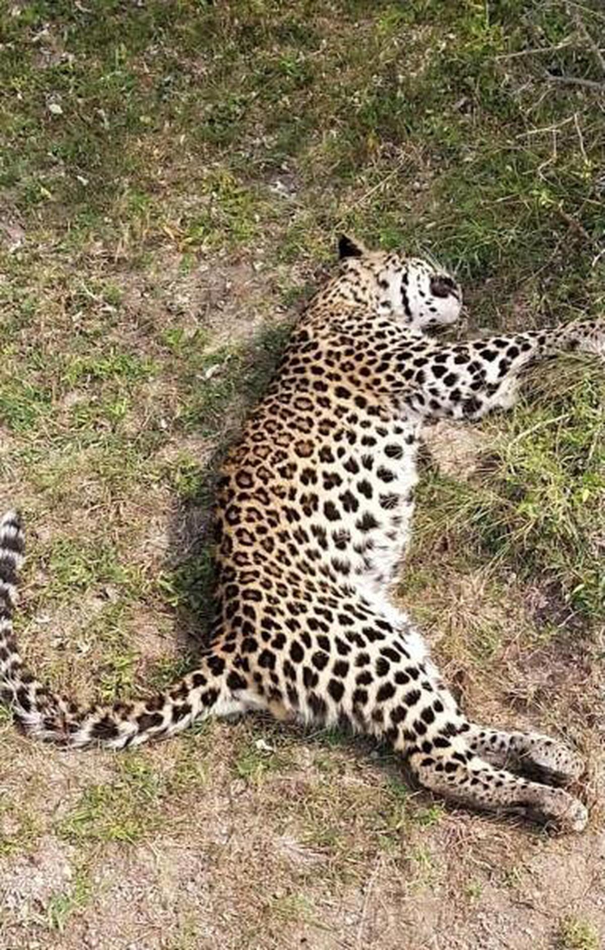 Leopard death near Kosigi being probed: Kurnool DFO