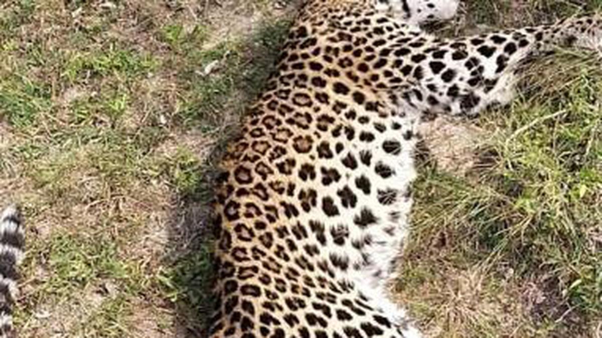 Leopard death near Kosigi being probed: Kurnool DFO - The Hindu