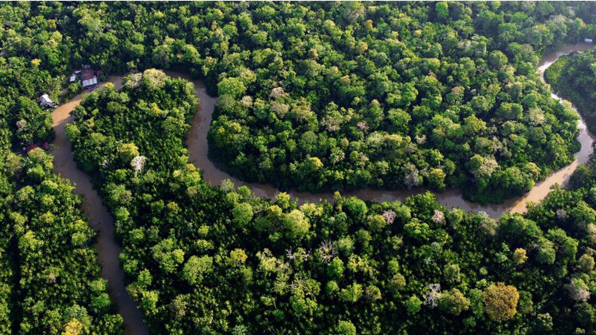 Saving Brazil's Atlantic Forest, Fragment by Fragment