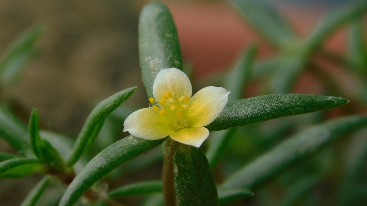 New flowering plant species discovered in Aravali hills landscape near Jaipur