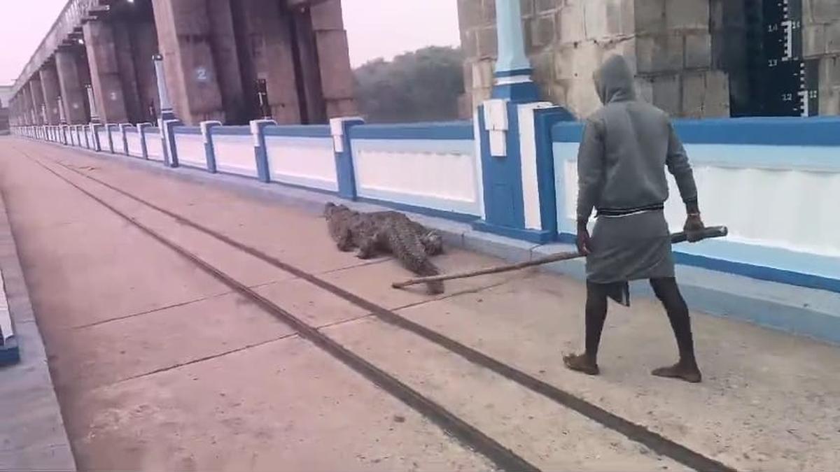 Marsh crocodile washed away by floods rescued in Tiruvannamalai