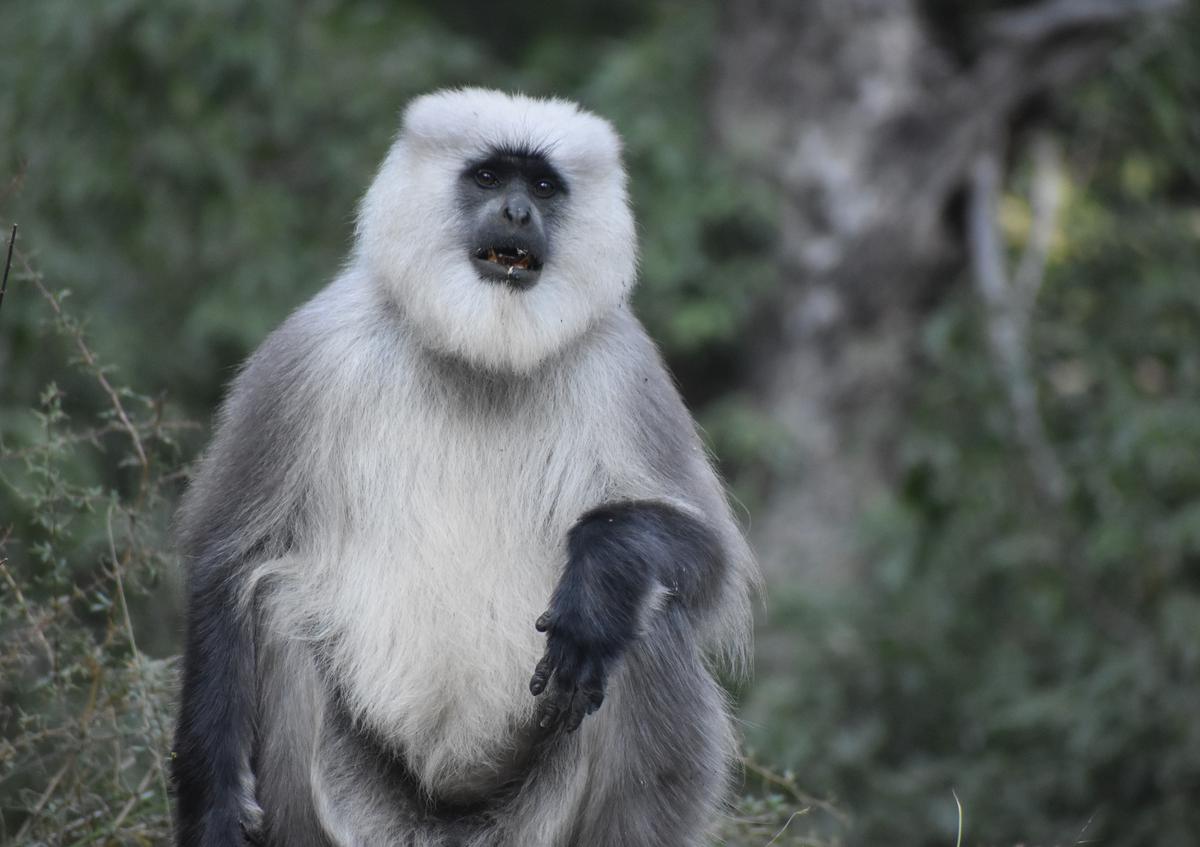 grey langur