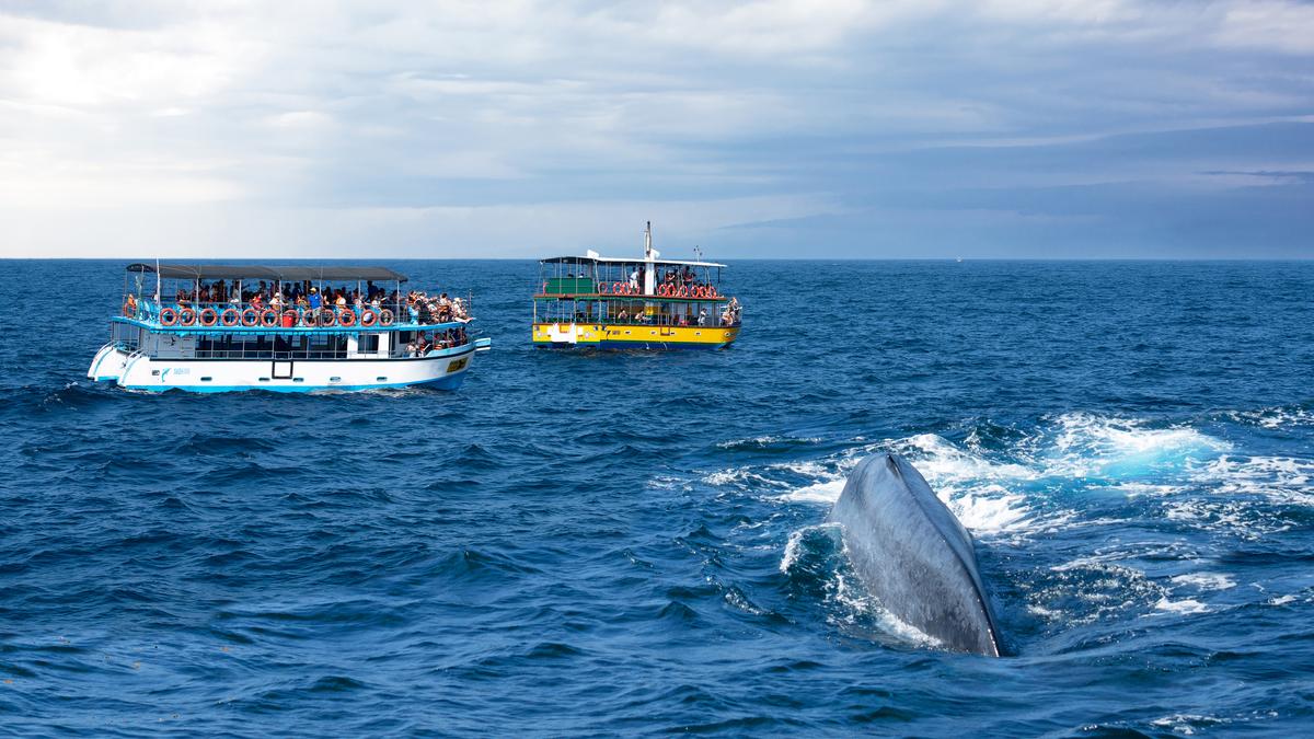 Visit Sri Lanka’s southern coast between November and April to spot blue whales and dolphins