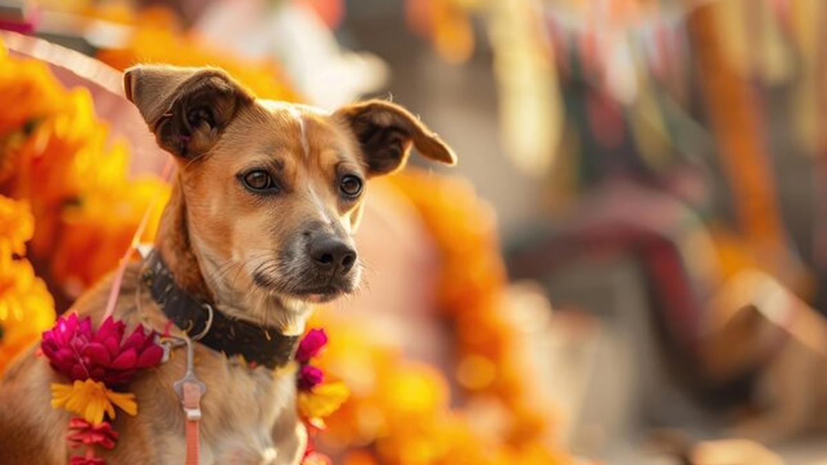 Bengaluru civic body to celebrate ‘Festival of Dogs’ on October 17