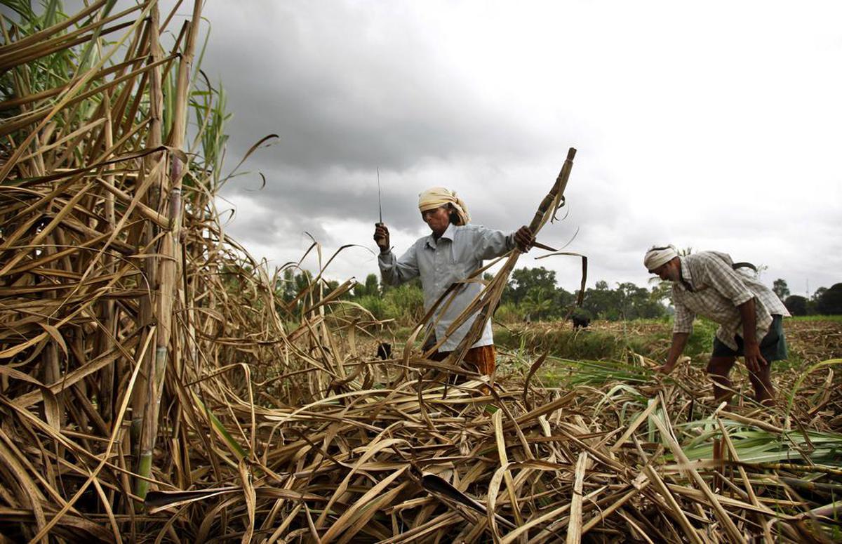 Explained   Why India, world's largest producer of sugar, has put ...