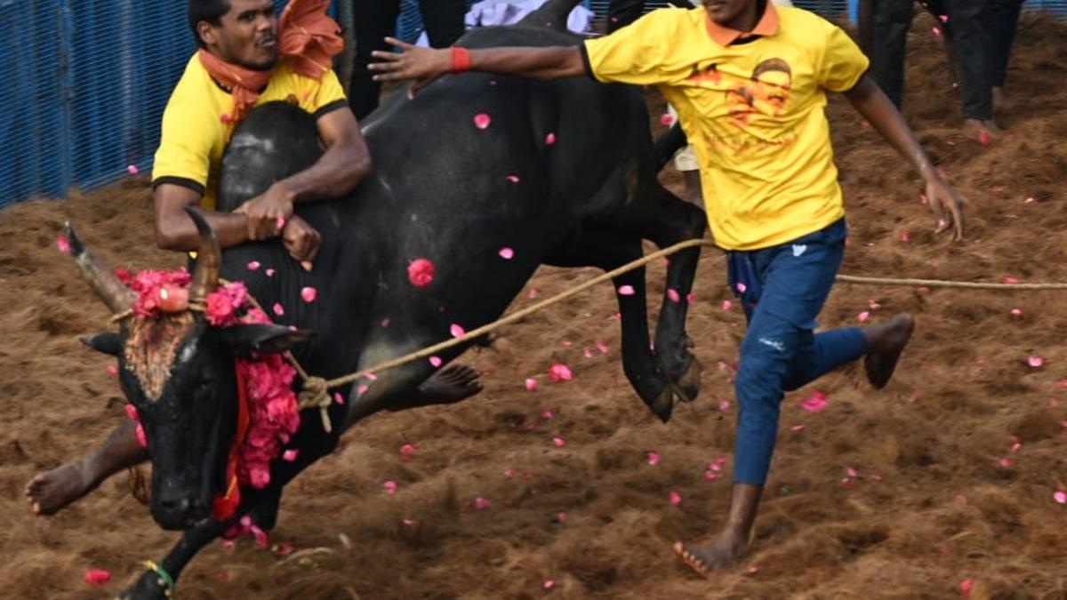 In Pictures | Tamil Nadu’s first jallikattu of 2025 kicks off in Thatchankurichi