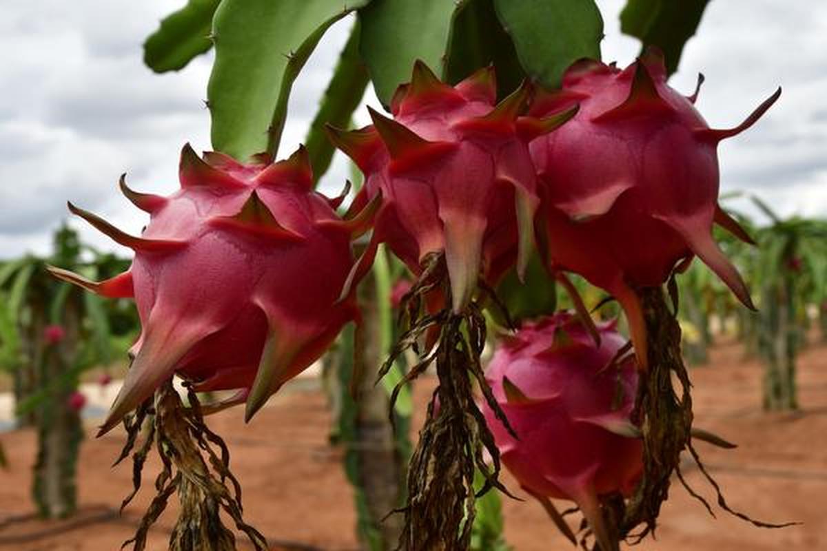 Karnataka a leader in dragon fruit cultivation The Hindu