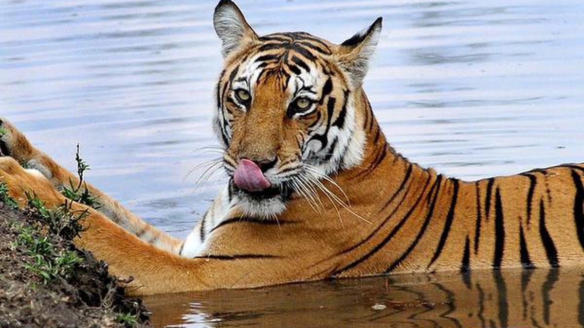 Karnataka second in tiger numbers, but data very robust: Experts - The ...