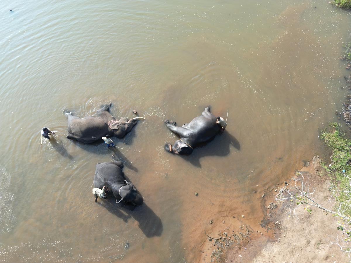 Video | Behold the elephant spa in Karnataka