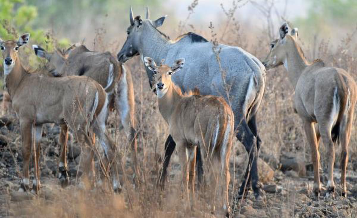 Two Nilgai herds spotted in Bidar district - The Hindu