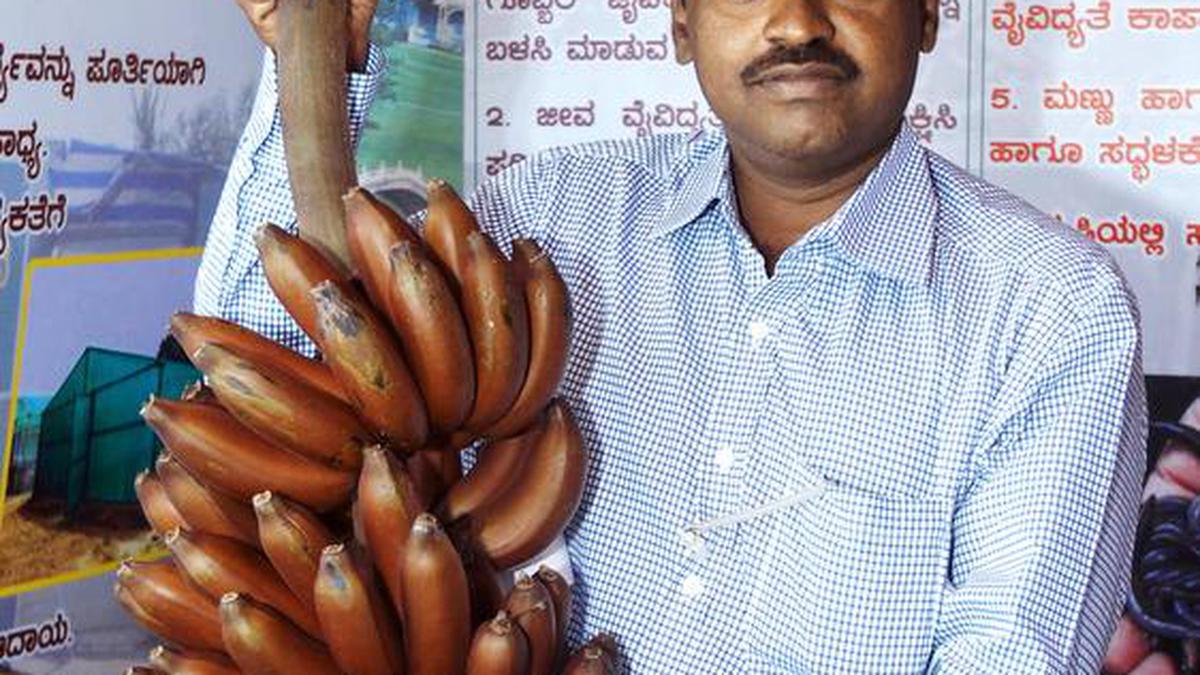 kamalapur-red-banana-action-sought-against-officials-who-let-gi-tag