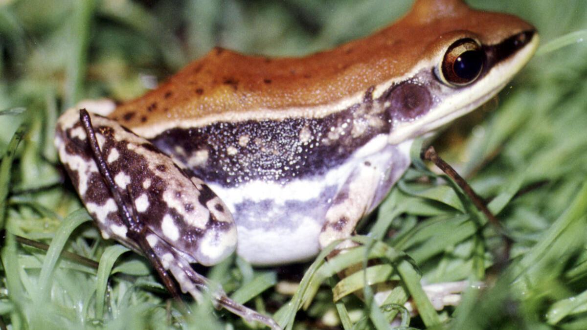 Protein from Budgett’s frog can block enzymes of disease-causing pathogens: Study 