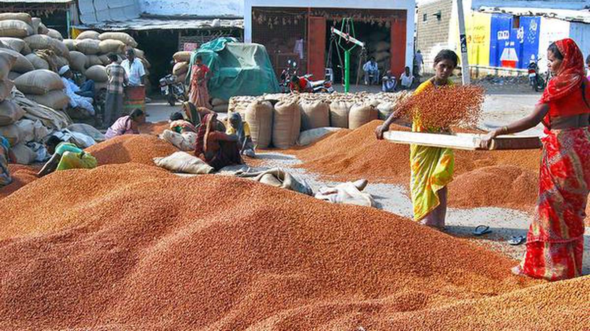 Procurement of paddy, ragi, toor, jowar and blackgram to begin - The Hindu